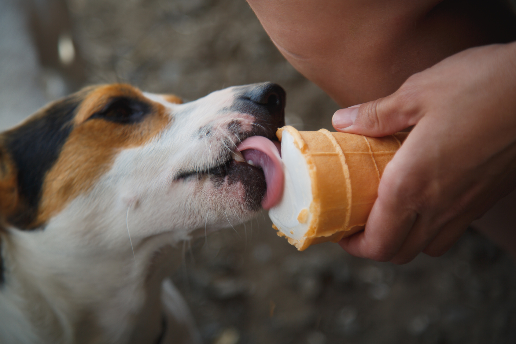 can puppies drink cat milk