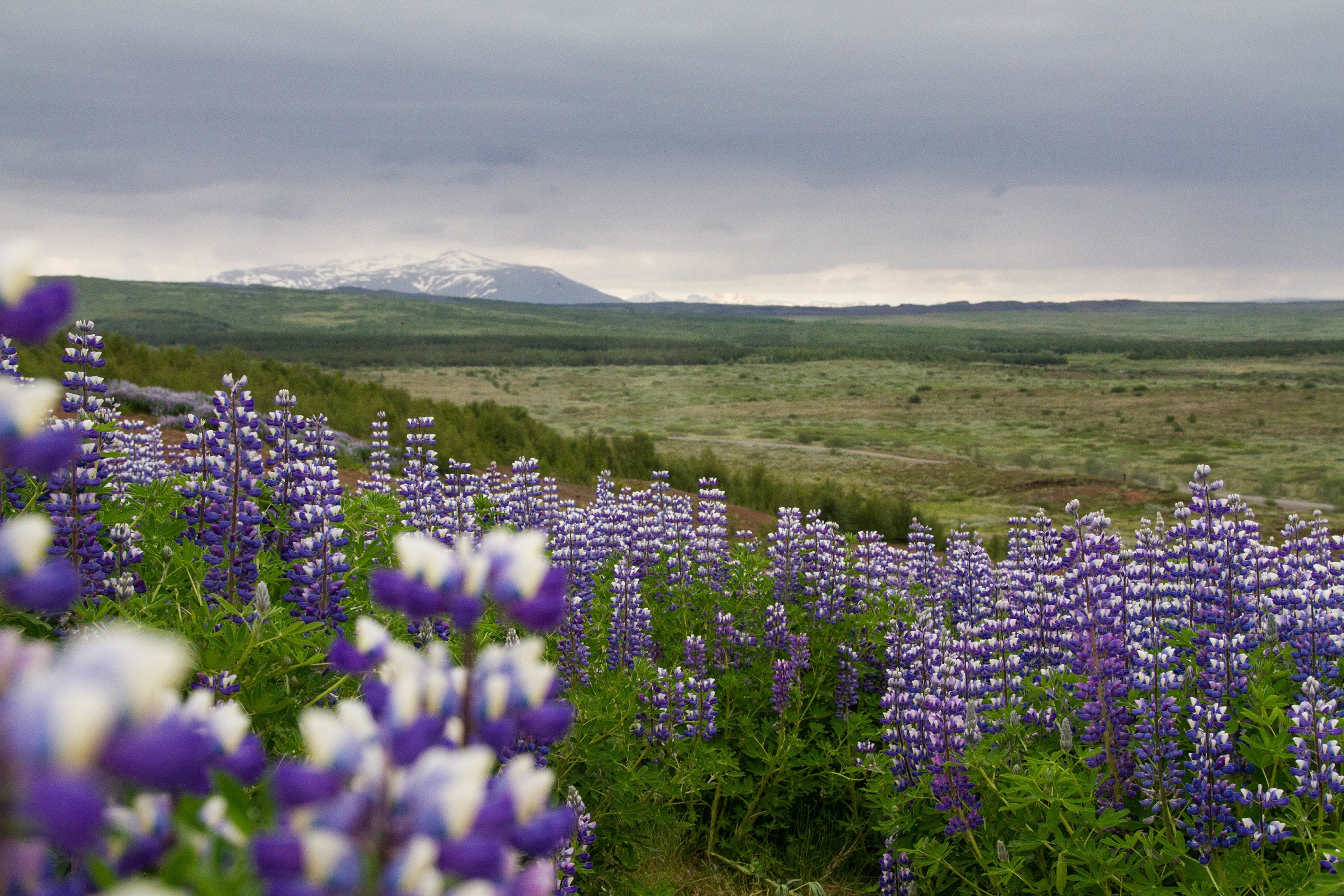 budget travel iceland flower field