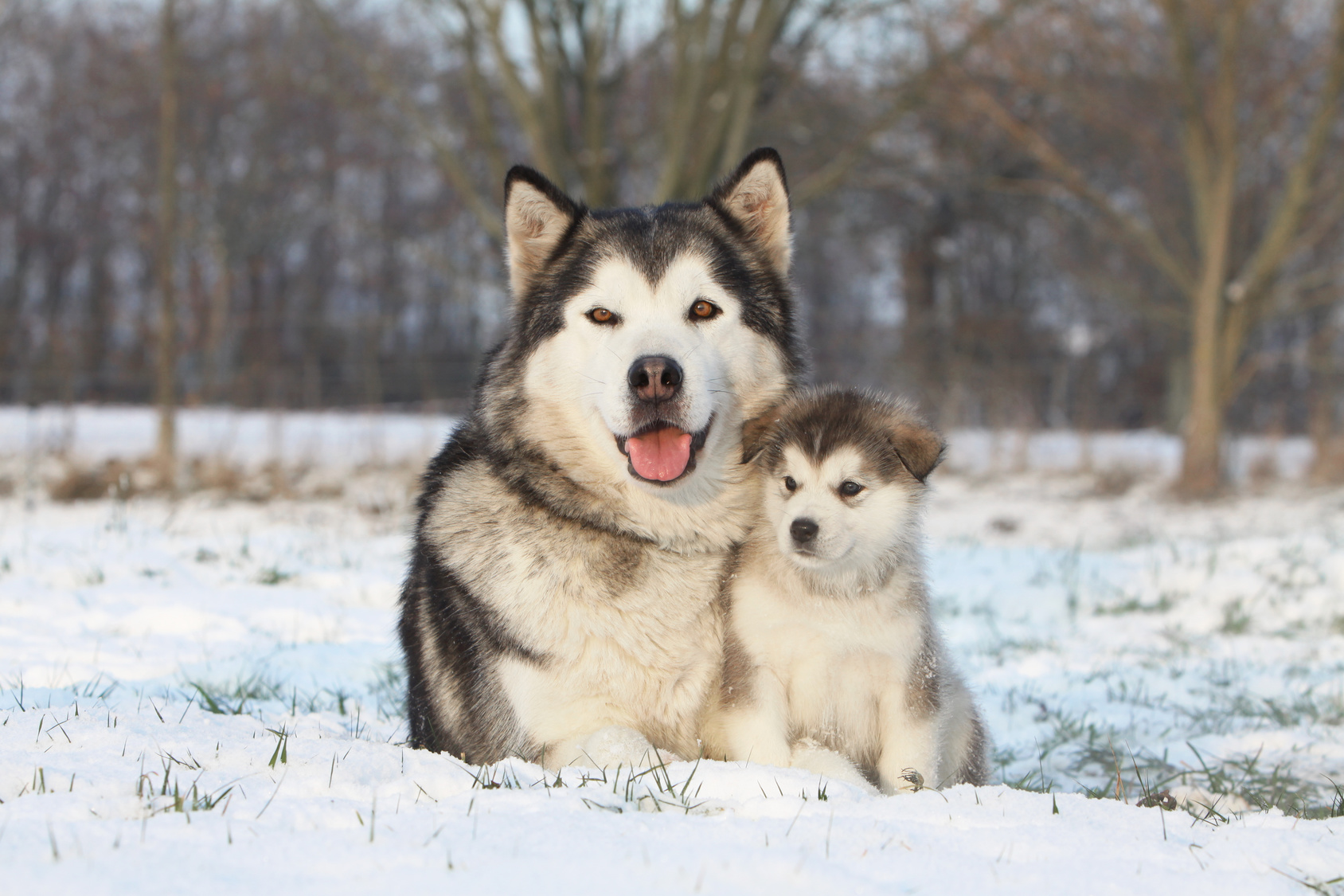 Diferencias Entre Un Husky Siberiano Y Un Alaskan Barkibu Es