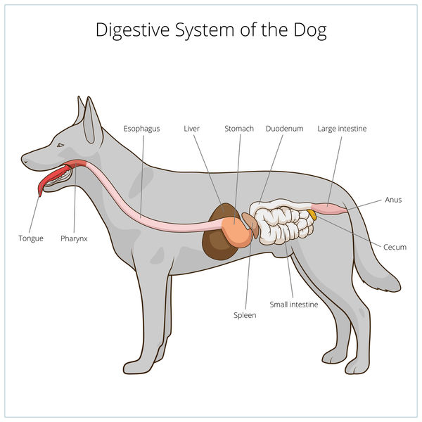 how does a dog get colitis