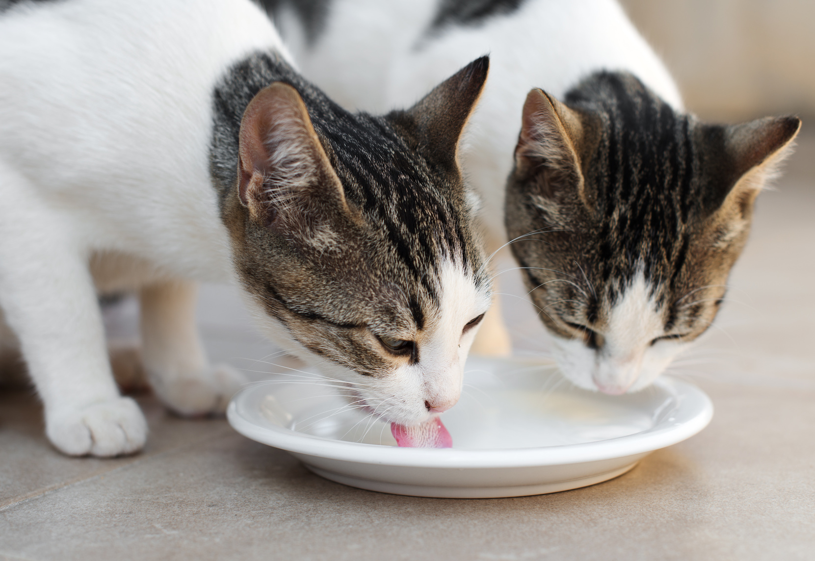 is milk ok for cats to drink