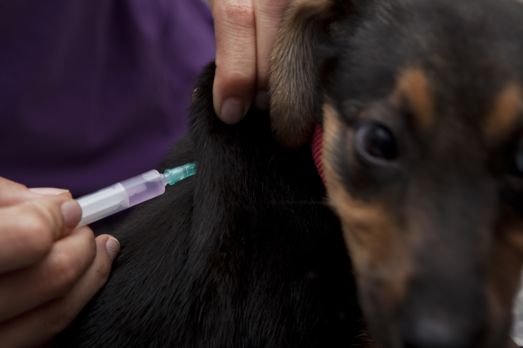 Moquillo Canino Síntomas Consejos Y Prevención Barkibu Es