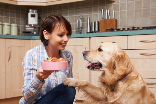 Evento Pompeya Proceso Mi perro lleva 3 días sin comer su comida - Solución | Barkibu