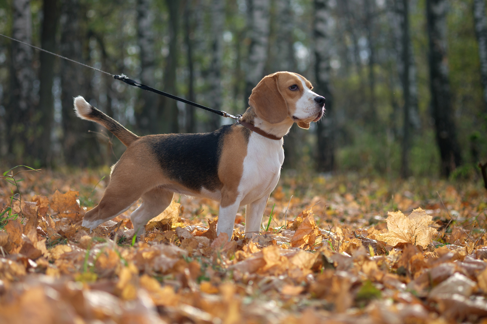 beagle sized dogs