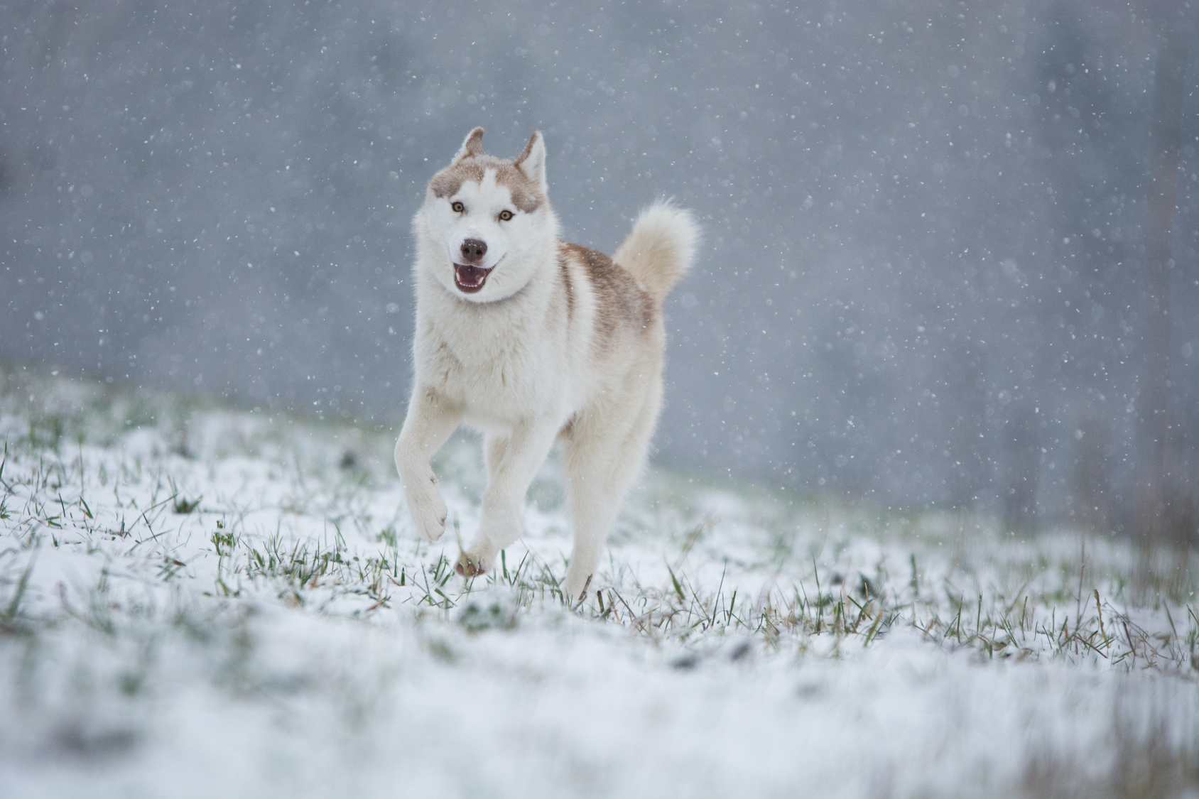 Diferencias Entre Un Husky Siberiano Y Un Alaskan Barkibu Es