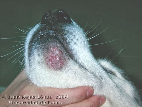 Dog with yeasts