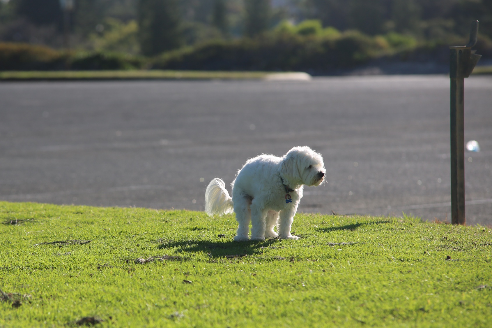 giardia en perros zoonosis)