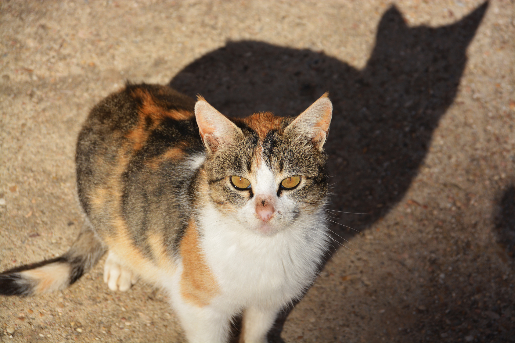 El Celo De Las Gatas Duración Fases Y Consejos Barkibu