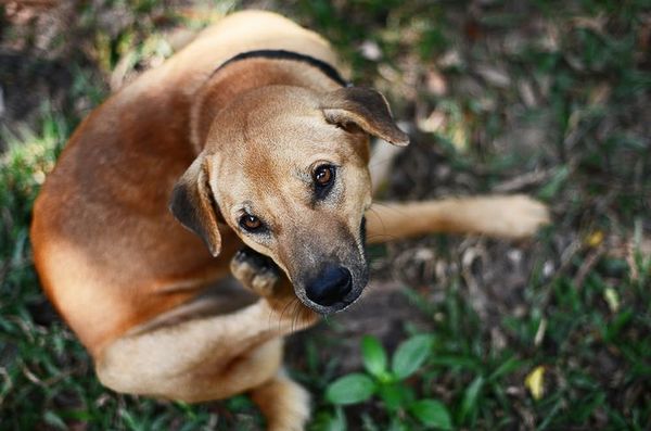 how do i stop my dog from scratching himself