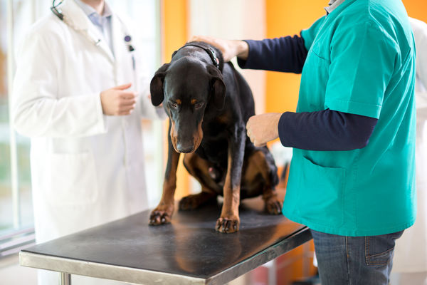 Dog with colitis at the vet