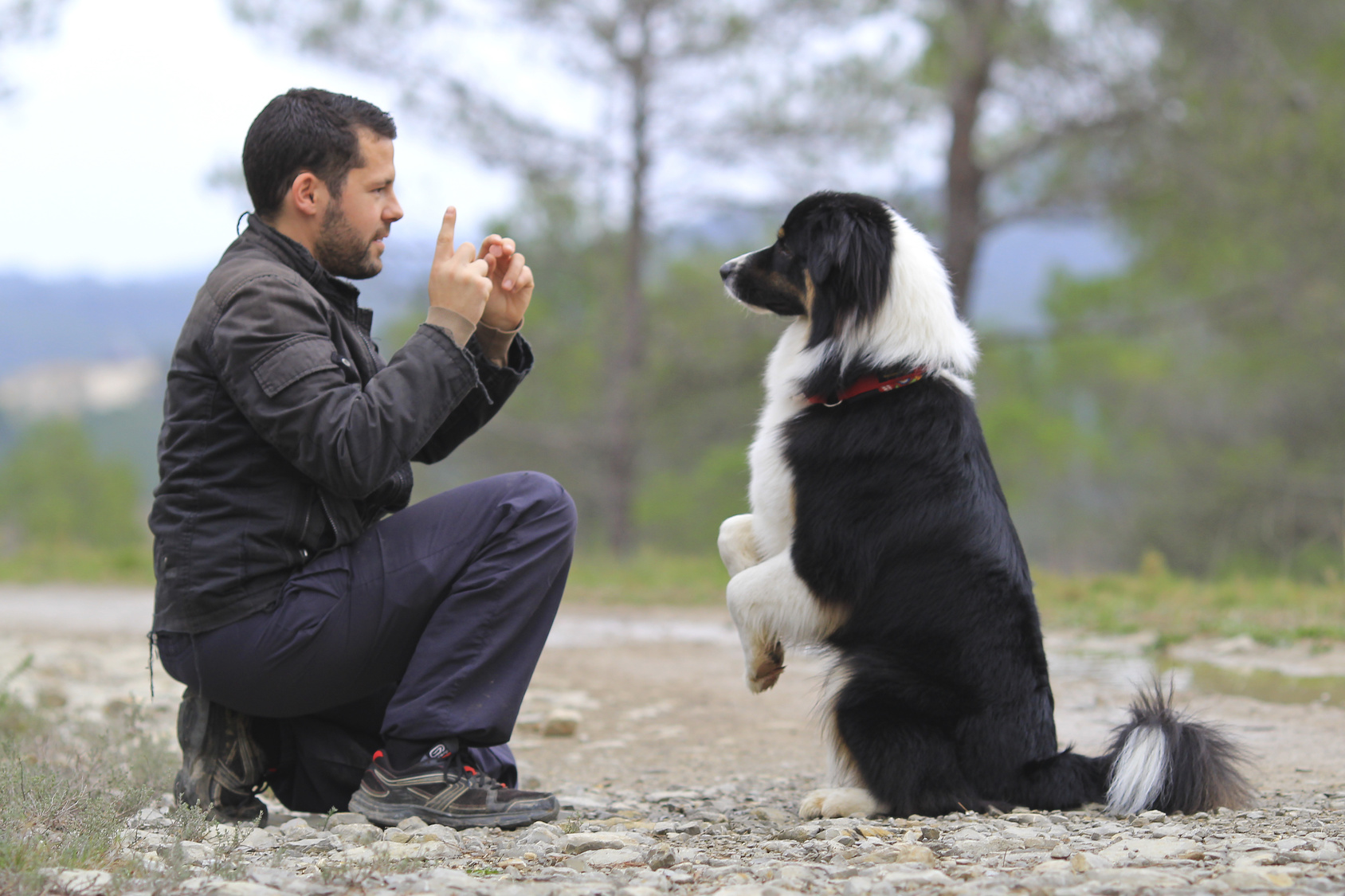 Roux Integrar Salón de clases Por qué enseñarle trucos a tu perro? | Barkibu