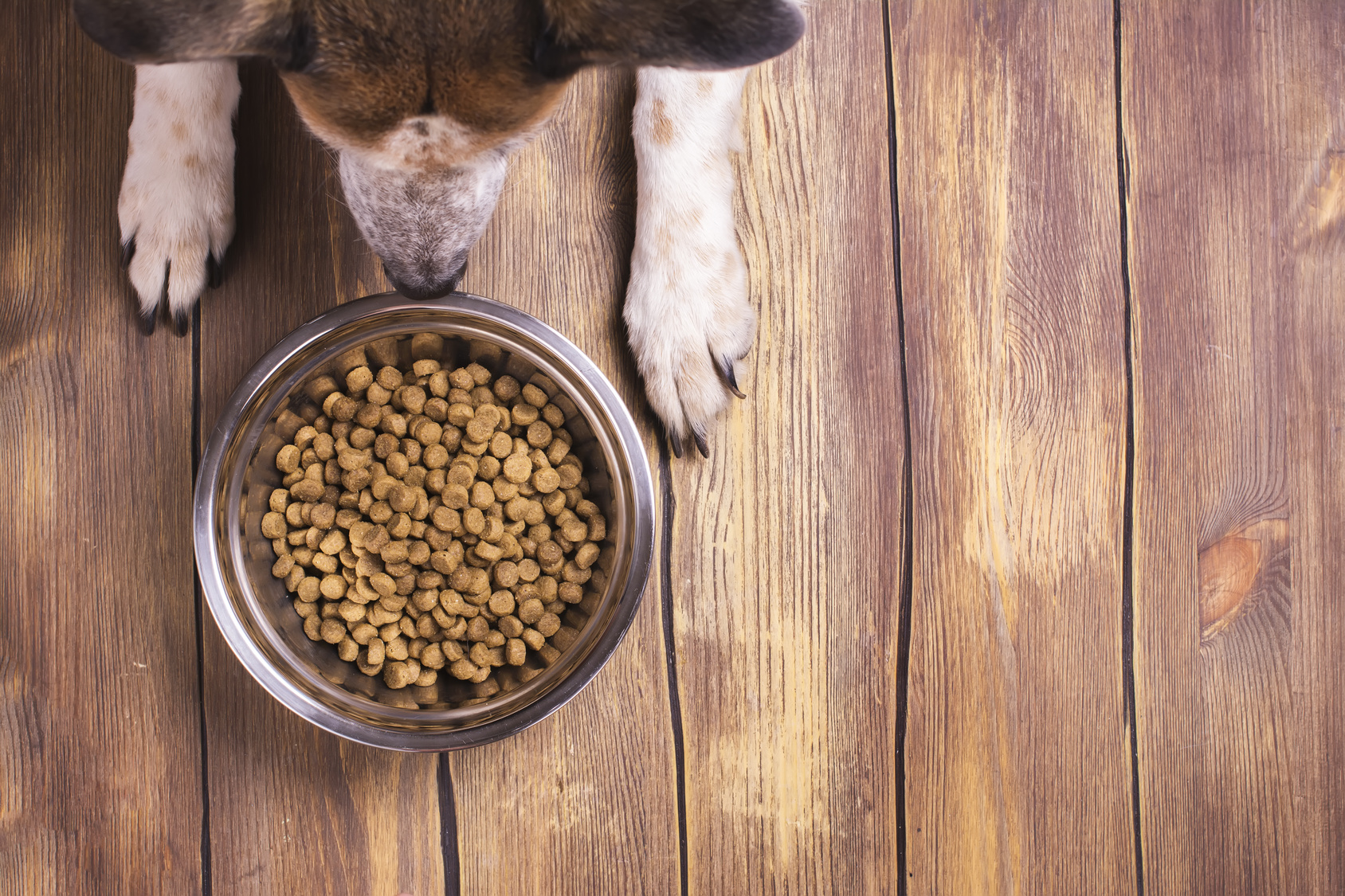 puppy eating food too fast