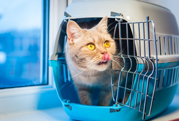 Comment Habituer Votre Mascotte à La Cage De Transport